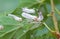 Coccidae on leaves