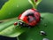 Coccinella insect on plant leaves