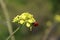 Coccinella ladybug on a sinapis flower