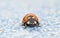 Coccinella quinquepunctata (ladybug)