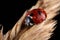 Coccinella quinquepunctata on a leaf