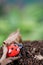 Coccinella septempunctata on dead leaves