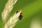 Coccinella septempunctata,detail of European beetle