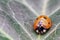 Coccinella septempunctata, known as seven-spot ladybird, seven-spotted ladybug, C-7 or seven-spot lady beetle