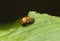 Coccinella septempunctata Pupa