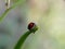 Coccinella transversalis , commonly known as the transverse ladybug or the transverse female beetle on a blurred background