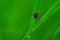 Coccinella transversalis or transverse lady beetle against green background