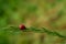 The Coccinellidae beetle sits on a blade of grass on a summer day