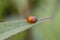 Coccinellidae,The family is commonly known as ladybug