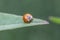 Coccinellidae,The family is commonly known as ladybug