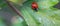 Coccinellidae on a green leaf of a plant