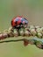 coccinellidae or koksi beetle with red black spots on grass flowers