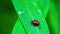 Coccinellidae Ladybird Beetle walking on a green grass leaf.