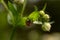 Coccinellidae. Ladybug on chamomile leaf, shallow depth of field, selective focus