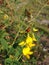 Coccinellidae (Ladybug) on Crotalaria Plant with Seedpods Blossoming in Garden in Spring.