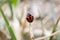 Coccinellidae ladybug or ladybird beetle on tip of grass