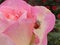Coccinellidae - Ladybug on pink petals