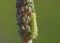 Coccinellidae, a larva, sits on a branch and eats aphids