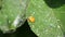 Coccinellidae on leaves plum leaf. The 14-spotted ladybird - active predator aphids