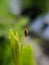 Coccinellidae is a widespread family of small beetles ranging in size from 0.8 to 18 mm. green leaves to sit small beetles indian