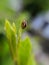 Coccinellidae is a widespread family of small beetles ranging in size from 0.8 to 18 mm. green leaves to sit small beetles indian