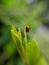 Coccinellidae is a widespread family of small beetles ranging in size from 0.8 to 18 mm. green leaves to sit small beetles indian