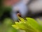 Coccinellidae is a widespread family of small beetles ranging in size from 0.8 to 18 mm. green leaves to sit small beetles indian