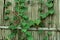 Coccinia grandis Ivy Creeping-cucumber growing on jute stick