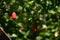 Coccinia grandis, the ivy gourd with fruits and leaves