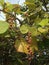 Coccoloba Uvifera Fruit in Miami.