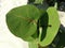 Coccoloba Uvifera Plant Growing in Sand Dunes.