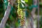 Coccoloba uvifera tropical plant with fruits, sea grape plant close up