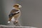 Coccothraustes coccothraustes, hawfinch perched on a branch, Vosges, France