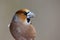 Coccothraustes coccothraustes, Hawfinch, sitting on a tree stump. Wildlife.