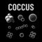 Coccus bacteria types monochrome vector illustration on black background. Virus concept