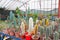 Cochal cactus Myrtillocactus, stetsonia, cereus, cleistocactus a variety of farm grown in greenhouses industrial. Business for