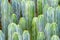 Cochal cactus Myrtillocactus a variety of farm grown in greenhouses industrial, for sale and export