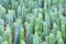 Cochal cactus Myrtillocactus a variety of farm grown in greenhouses industrial, for sale and export
