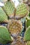 Cochenille mealy bugs on cacti