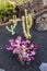 Cochenille mealy bugs on cacti