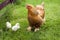 Cochin Chicken Hen