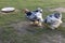 Cochin china mottled bantam chickens roaming freely in the grass