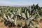 The cochineal `farm` on cacti field 1