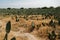 The cochineal `farm` on cacti field 2