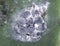 Cochineals (Dactylopius coccus) on Opuntia cactus