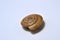 Cochlea snail isolated with with background