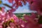 Cochrane Park Through Pink Flowers