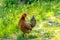 Cock portrait in the farm