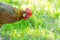 Cock portrait in the farm