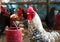 Cock Portrait Photo, Cock Farm in Bangladesh